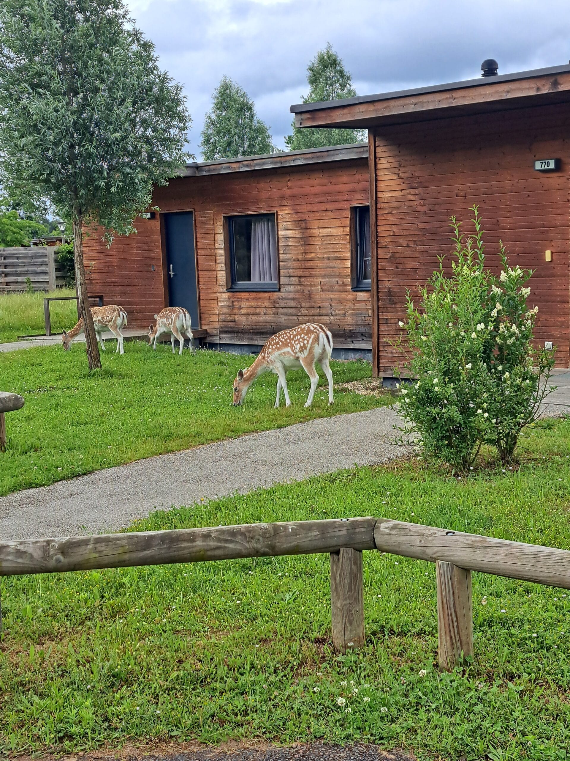 un daim au center parcs du bois aux daims