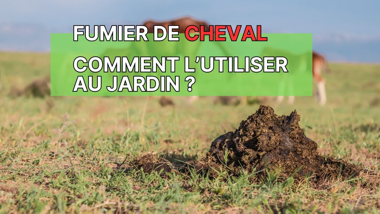 fumier de cheval dans un champ avec des chevaux dans une prairie