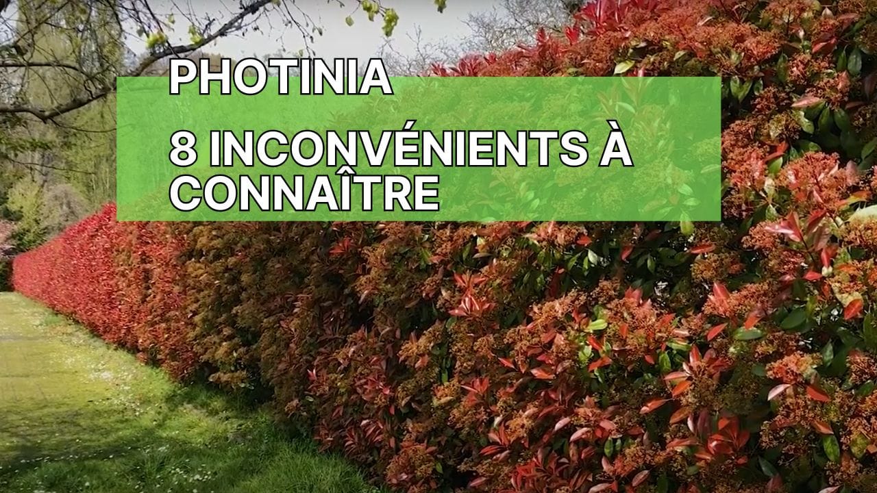 inconvénient du photinia